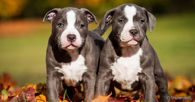 Adestrar fêmea Pitbull desde filhote é essencial para seu desenvolvimento comportamental