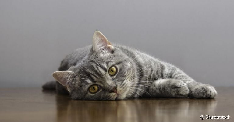A panleucopenia felina é uma doença grave e altamente contagiosa que afeta a imunidade do pet