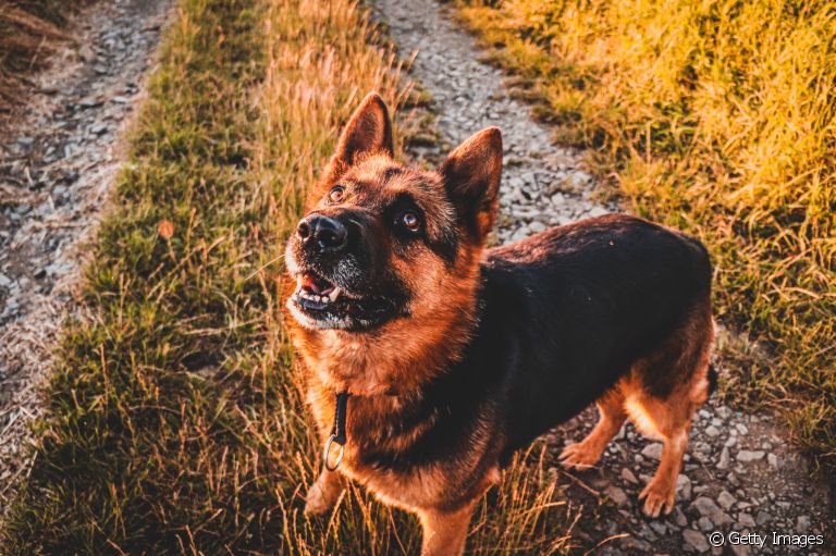 Pastor Alemão: um cão companheiro, brincalhão e carinhoso