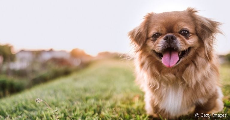 Cachorro Pequinês: prepare-se para derreter de amores por essa raça!