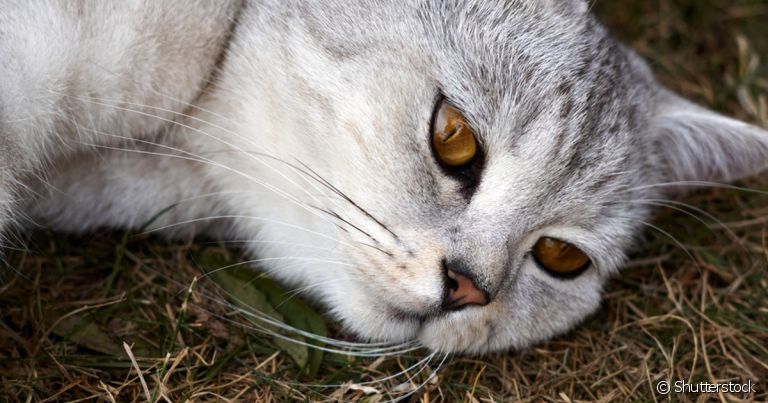 Prolapso retal em gatos é um quadro que precisa de atenção imediata