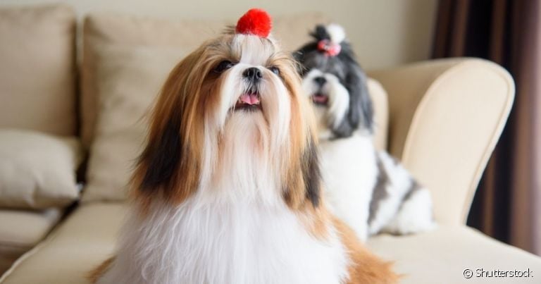 Existem muitas cores de Shih Tzu possíveis, dos tons mais claros aos mais escuros