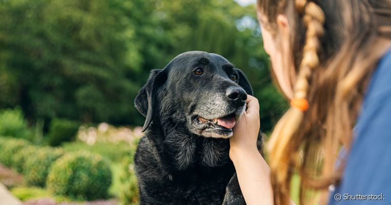 Qualidade de vida do animal é muito importante para saber até quantos anos cachorro vive