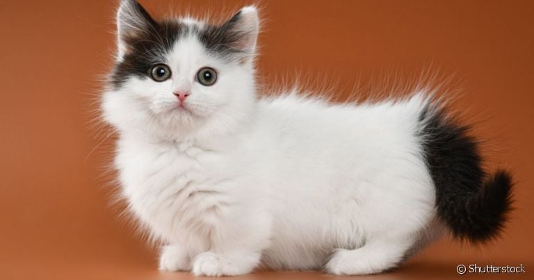 As raças de gatos pequenos nos fazem apaixonar com tanta fofura em um corpinho minúsculo