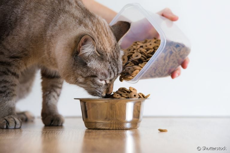 A ração para gato pode despertar algumas dúvidas nos pais de pet