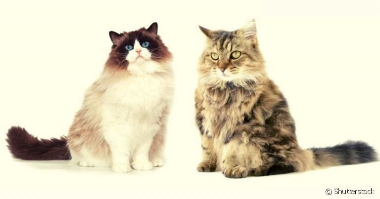 As raças Ragamuffin e Ragdoll tem histórias em comum, mas possuem diferenças