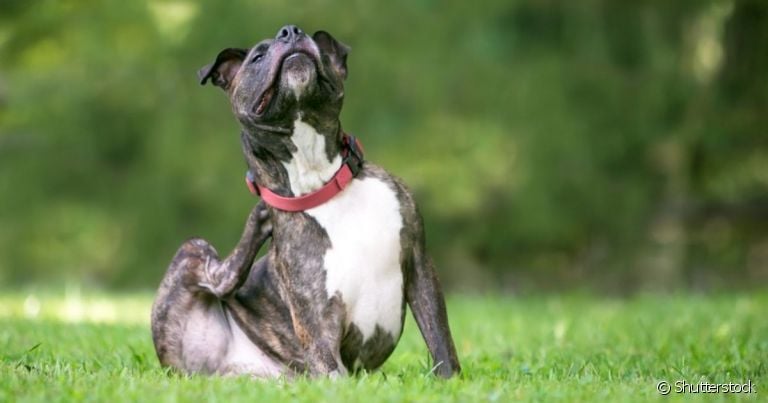 A prevenção e o tratamento de pulgas no cachorro precisam de atenção do tutor