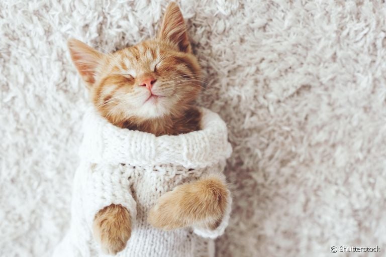 A roupa para gato aquece nos dias frios e deixa o animal estiloso