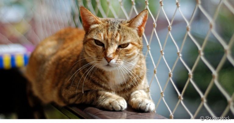 Existem dois tipos de tela de proteção para gatos que impedem fugas e acidentes