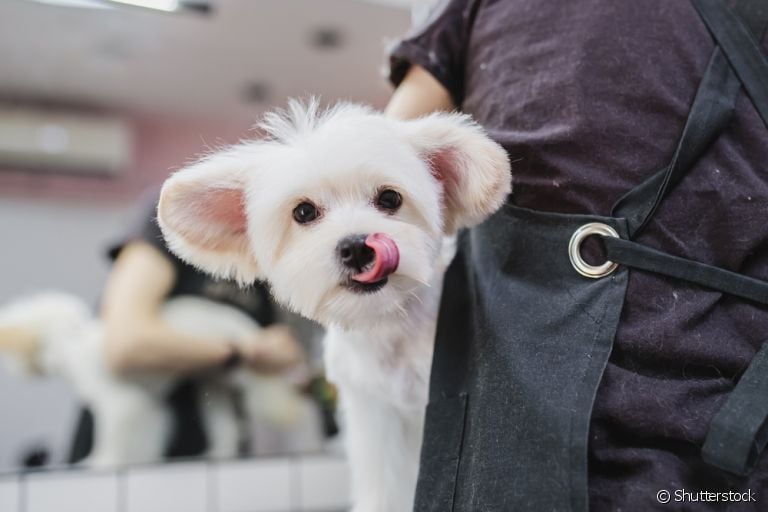 A tosa bebê é um corte específico para algumas raças de cachorro pequenas