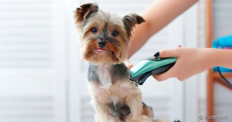 Ter uma máquina para tosar cachorro pode ser vantajoso para alguns cães, mas em outros não é tão necessário