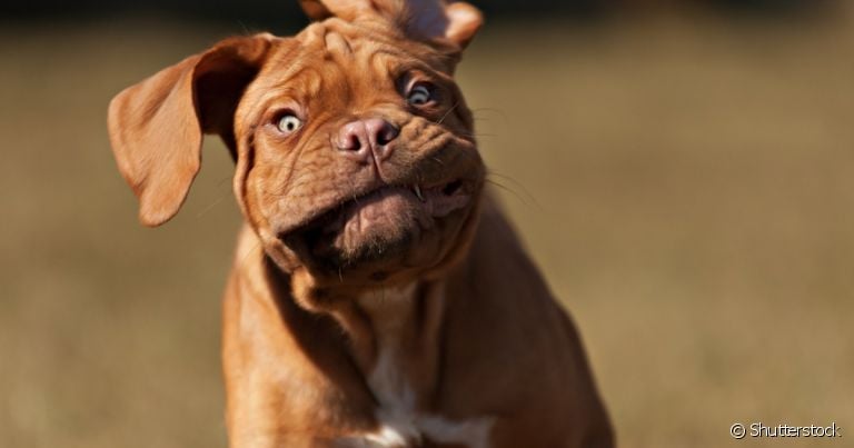 Aprenda a tirar foto engraçada de cachorro e veja nossa galeria para se inspirar! 