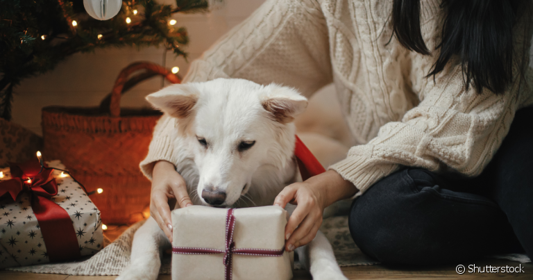 Presente para cachorro: deixe a criatividade fluir para deixar seu pet feliz