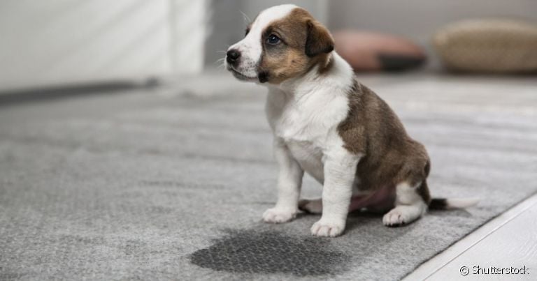 Para evitar xixi de cachorro pela casa, é importante direcionar o animal ao local certo