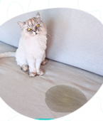 6 motivos para o gato fazer xixi no lugar errado: veja o infográfico e descubra!