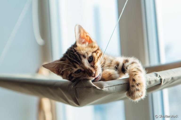 Um bom presente para gato é a cama suspensa, que pode ser fixada na janela de casa