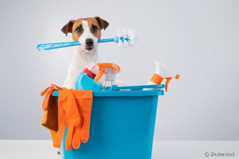 A alergia em cachorro causada por produtos de limpeza é comum, mas pode ser evitada