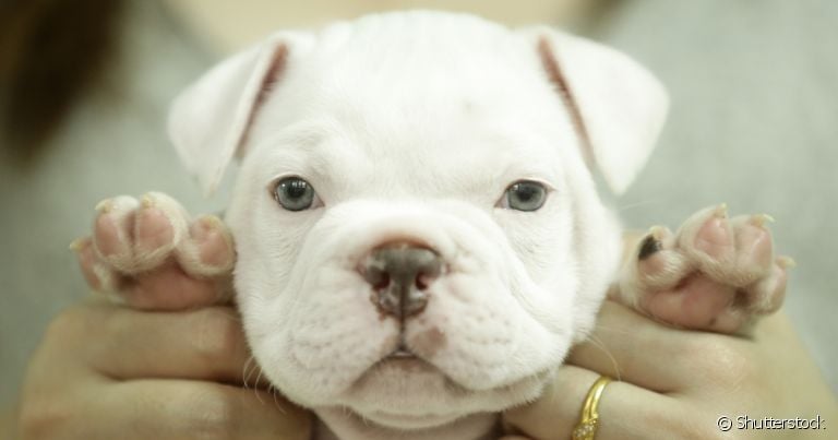 O American Bully micro: tamanho é o menor dos exemplares