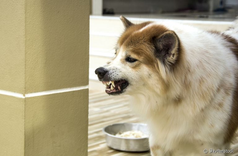 O cachorro agressivo com a comida pode acontecer por uma questão de posse com o alimento