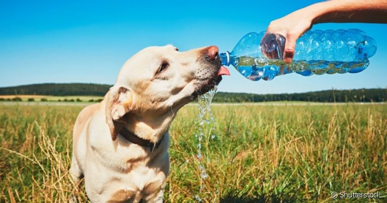 O cachorro com calor precisa de muita água e tem que ficar em locais frescos para se sentir melhor no verão