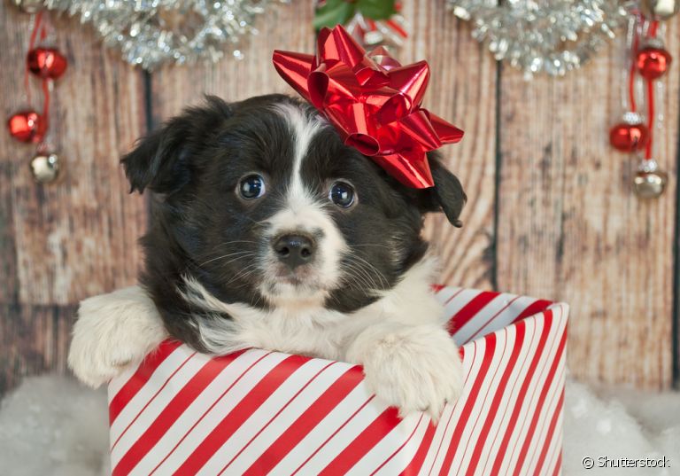 Dar um cachorro de presente parece uma boa ideia, mas requer muita responsabilidade