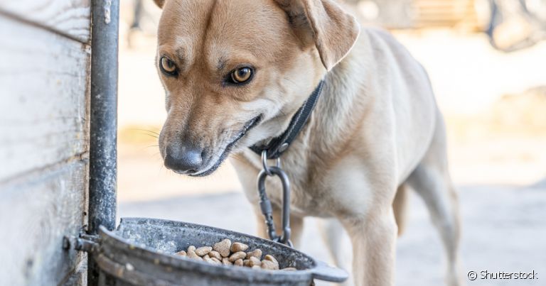 Cachorro desnutrido: o problema é grave e pode impactar várias funções do organismo canino