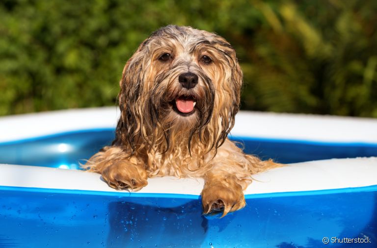 Entrar com o cachorro na piscina é perfeito para aliviar o calor, mas requer alguns cuidados