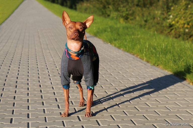 O cachorro sem pelo precisa ser protegido do sol e de baixas temperaturas