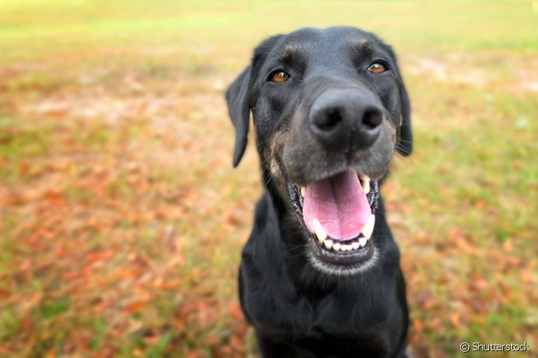 O cachorro troca de dente a partir de 4 meses e antes de 1 ano ele já está com a dentição completa