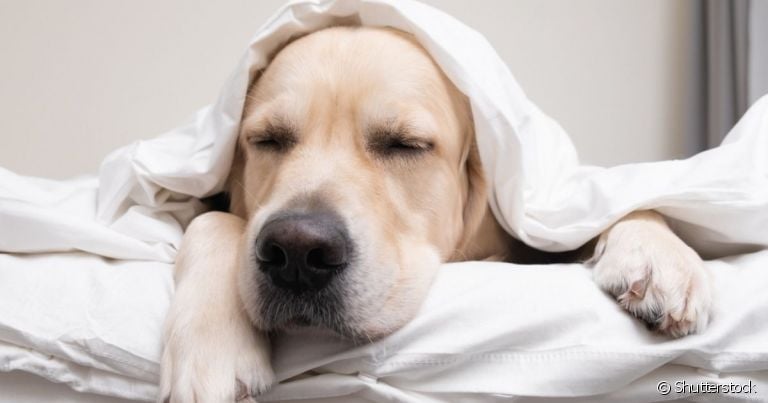 O cachorro com diarreia e vomitando pode significar diversos problemas de saúde. É importante ficar atento a outros sinais!