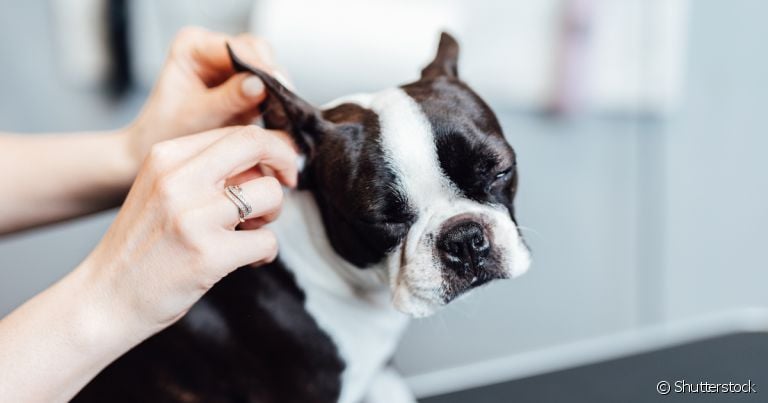 A secreção escura no ouvido do cachorro serve de alerta para complicação de sáude