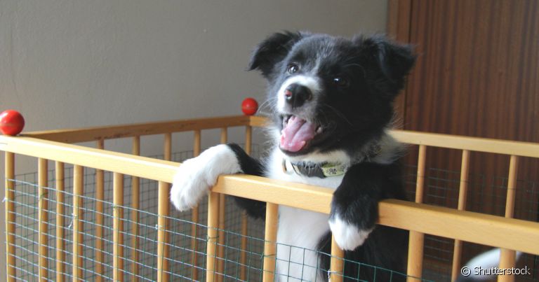 Cercado para cachorro ajuda no processo de adestramento do filhote