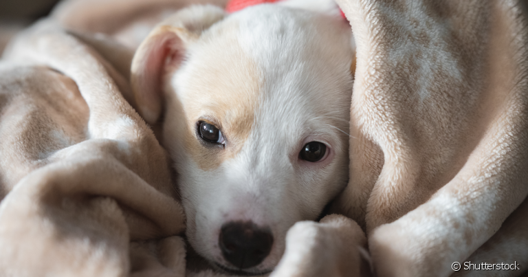 A castração do cachorro fêmea ajuda a prevenir muitos problemas de saúde