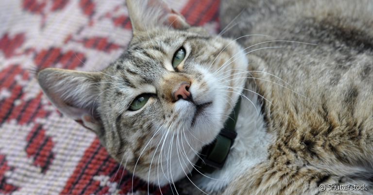 Histórico de saúde do pet pode ajudar na escolha da melhor coleira antipulgas para gatos