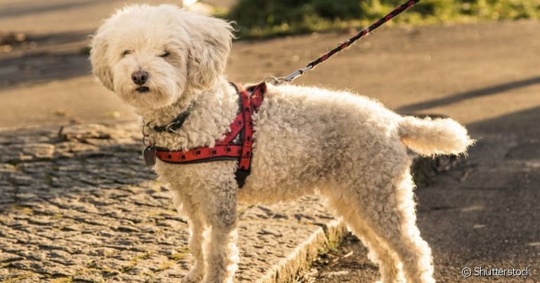 A coleira de cachorro peitoral é indicada para todas as raças e portes