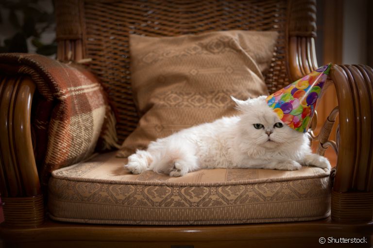 Para deixar um gato feliz nessa época do ano, o tutor deve ter alguns cuidados especiais