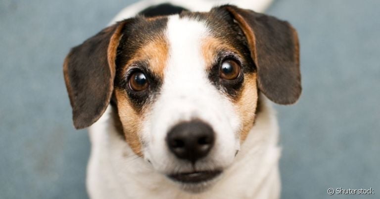 A visão do cachorro é bem diferente da visão humana