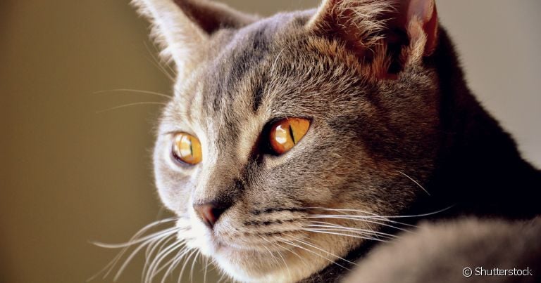 Sabe por que os olhos do gato brilham no escuro? Vamos esclarecer essas e outras curiosidades sobre a visão felina