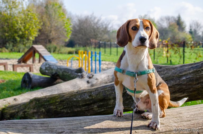 A coleira anti-puxão é uma alternativa para passeios mais tranquilos com os cães agitadinhos!
