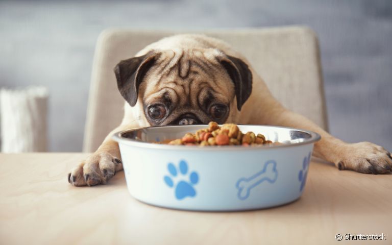 Cachorro não quer comer? Além de problemas de saúde, excesso de petiscos também pode causar isso