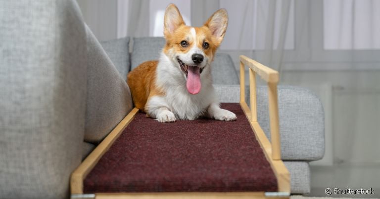 A rampa de cachorro previne doenças nas articulações