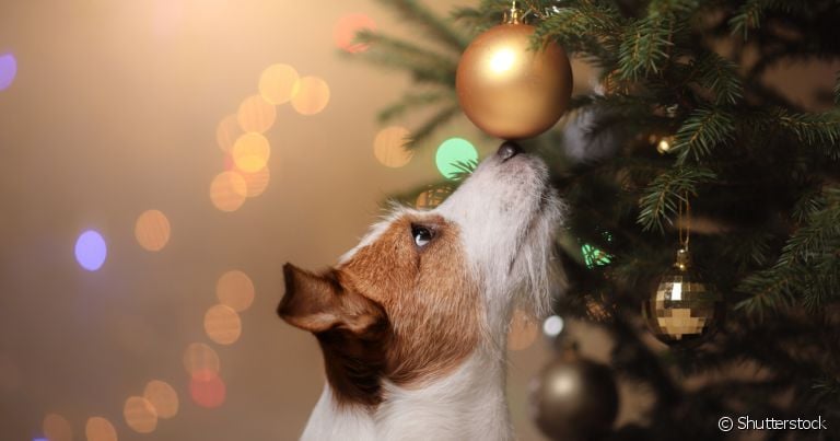 Ter um feliz Natal com cachorros é a melhor maneira de aproveitar a data