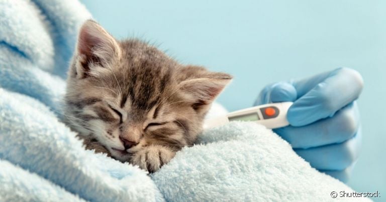 O gato com febre é um sinal de que há alguma alteração na saúde do animal