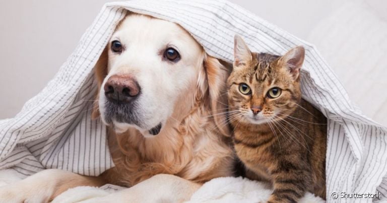 O cachorro e o gato assustados com o barulho dos fogos pode até mesmo fugir na tentativa de se proteger