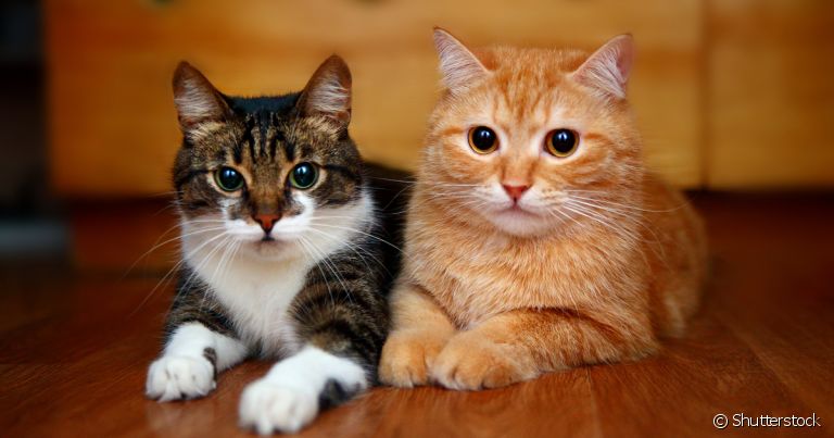 Como fazer um gato se acostumar com outro? Socialização precisa ser feita com calma e gradualmente