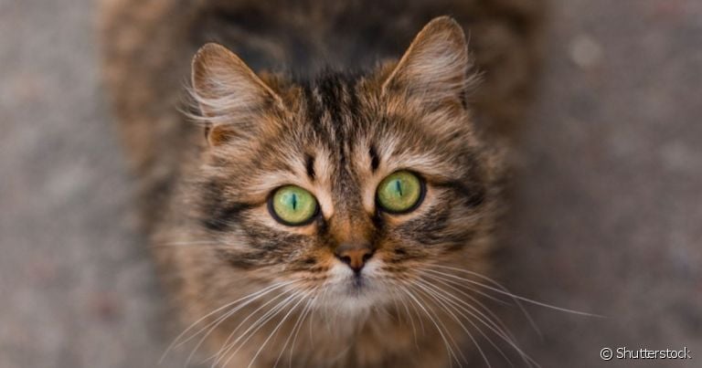 A conjuntivite felina é uma doença comum, mas que causa grande incômodo no olho do animal