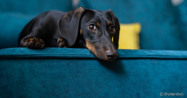 Dachshund: dor na coluna deve ser analisada por médico veterinário
