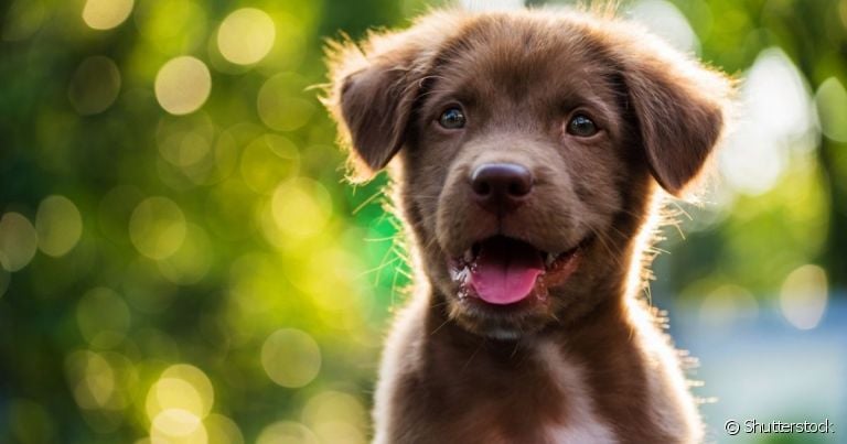 O corpo do cachorro esconde diversas surpresas que você nem imagina