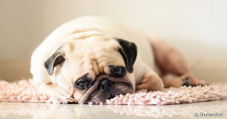 A doença do carrapato deixa o cachorro infectado bem apático, triste e fraco