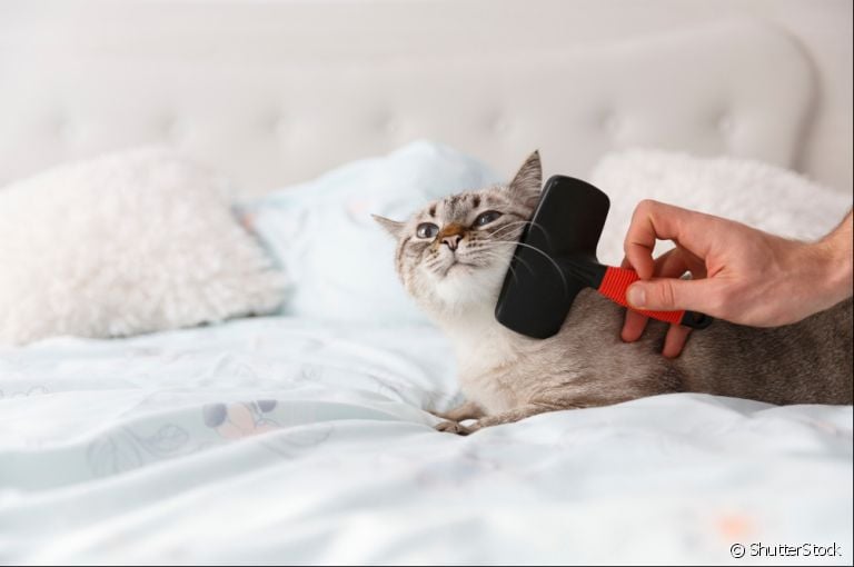 Escova para gatos: acessório é fundamental para deixar o pelo do seu felino mais bonito. Escolha a opção ideal para você!
